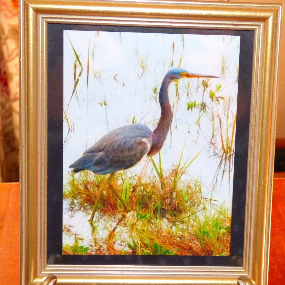 Framed photo of grey egret in marsh
